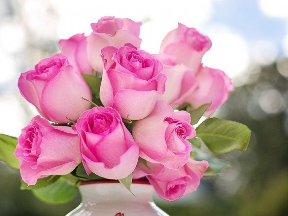 Růžové květy plné romantiky