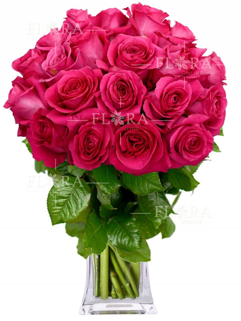 Růžové růže - Flora-Online