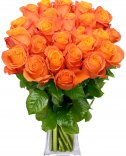 Oranžové růže : Flora online