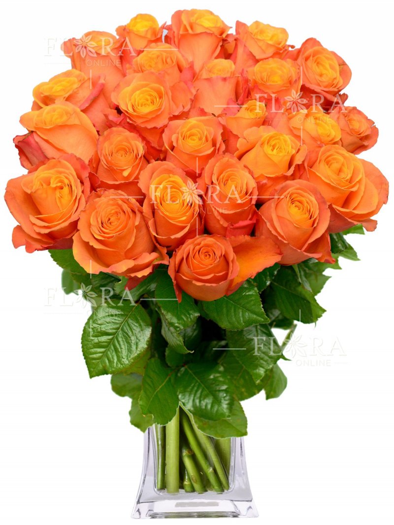 Oranžové růže : Flora online